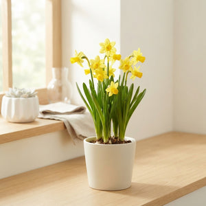 Yellow Narcissus Bulb Plant – 10.5cm Pot