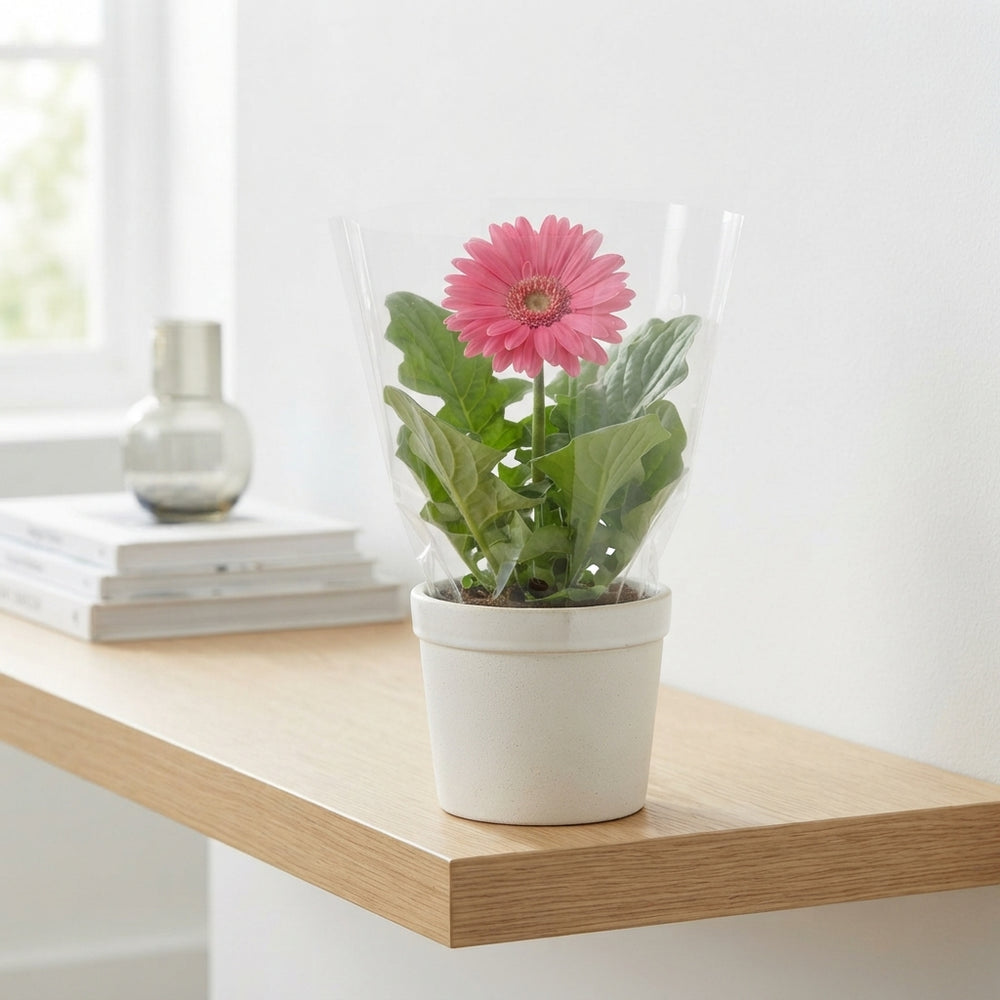Mixed Gerbera Houseplant – 12cm Pot, 20cm High