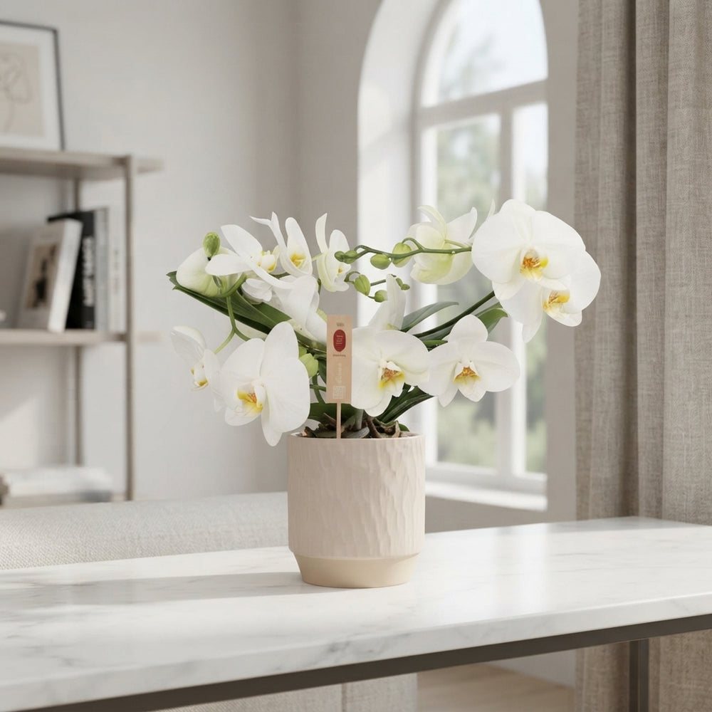 White Phalaenopsis Orchid – 2 Stem, 12cm Ceramic Pot