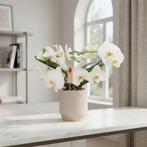 White Phalaenopsis Orchid – 2 Stem, 12cm Ceramic Pot
