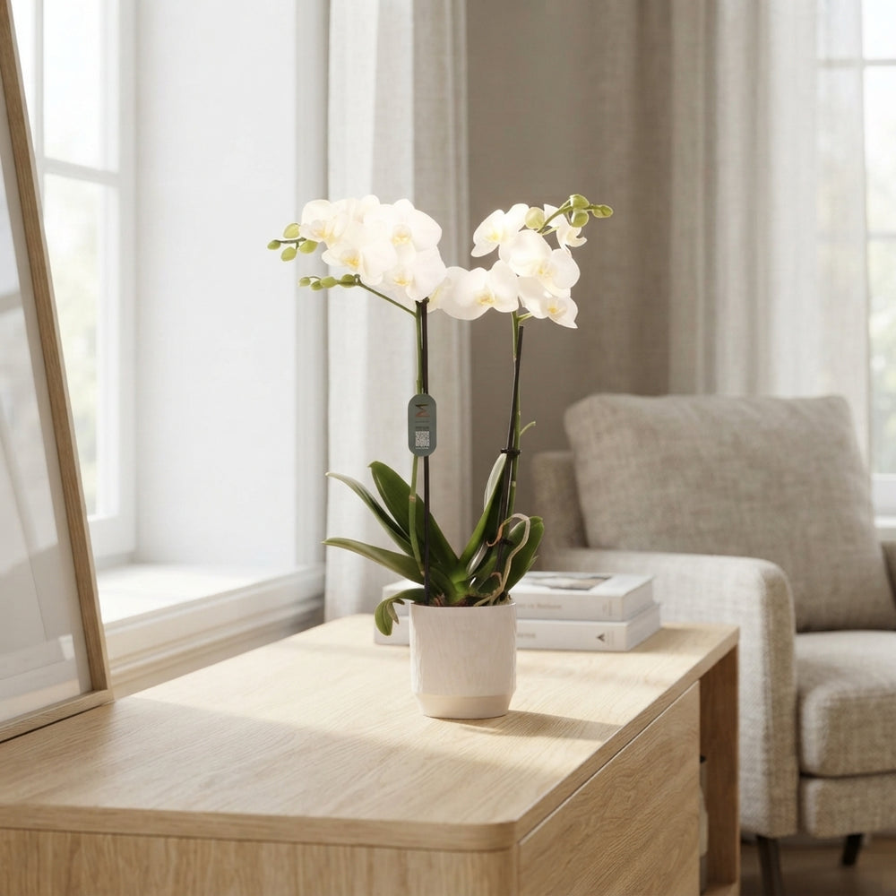 White Phalaenopsis Orchid – 2 Stem, 12cm Ceramic Pot
