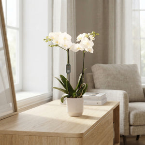 White Phalaenopsis Orchid – 2 Stem, 12cm Ceramic Pot