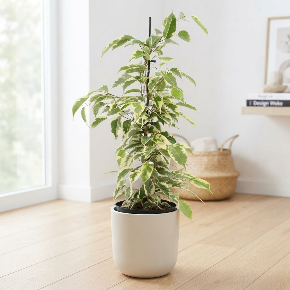Ficus Benjamina ‘Samantha’ – 14cm Pot, 55cm High