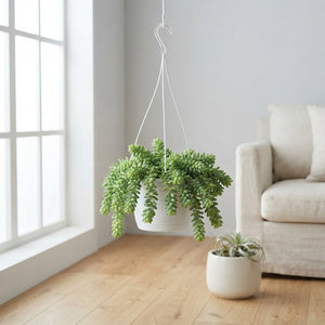 Burro’s Tail Sedum (Sedum burrito) – 17cm Hanging Pot