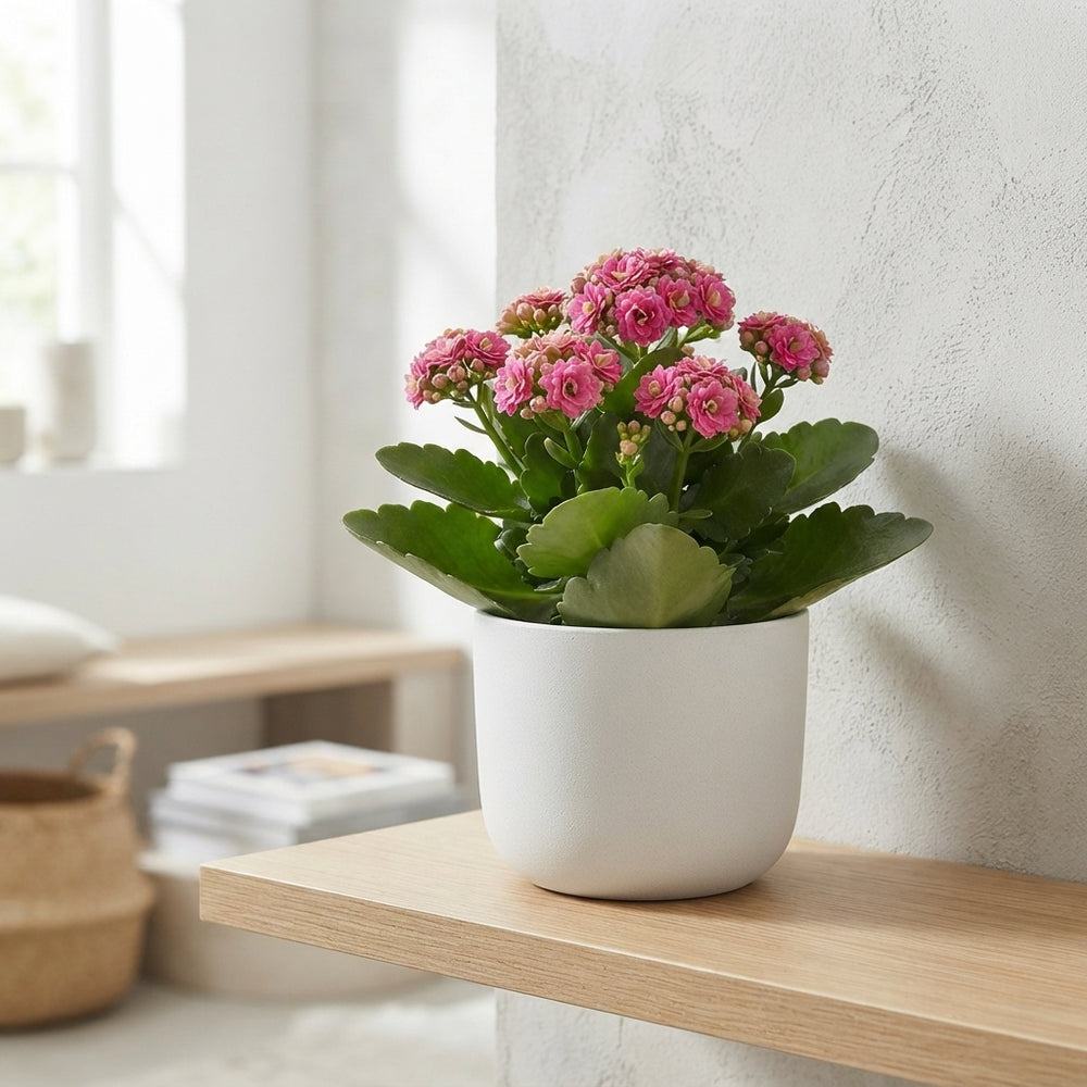 Mixed Double Kalanchoe – 23cm Pot