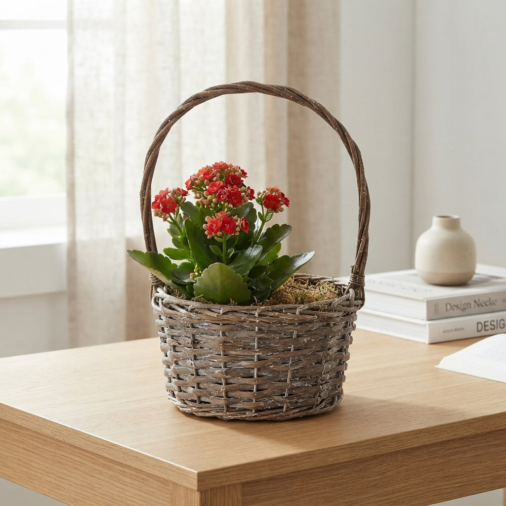 Mixed-Colour Hanging Basket Arrangement