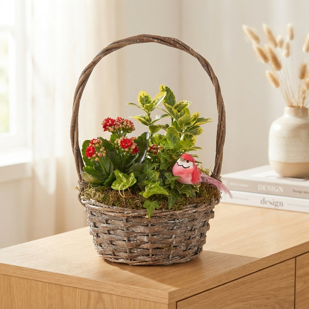 Mixed Colour Hanging Basket Arrangement