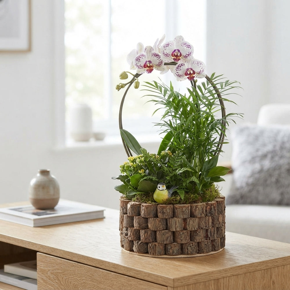 Mixed Colour Phalaenopsis Orchid Arrangement
