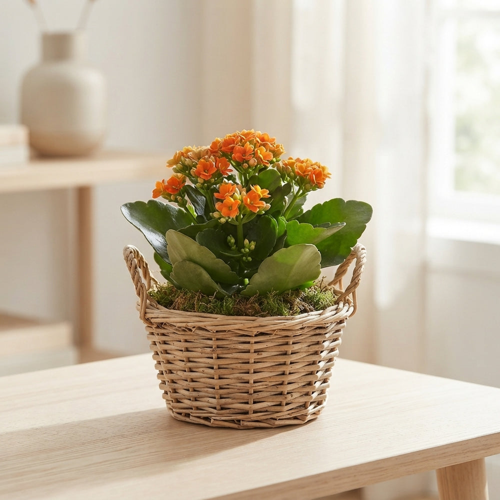 Mixed Colour Floral Arrangement