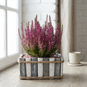 Mixed Colour Arrangement in Grey and White Pot