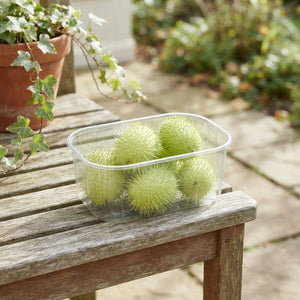 Ornamental Cucumis Mix – Decorative Fruiting Plant
