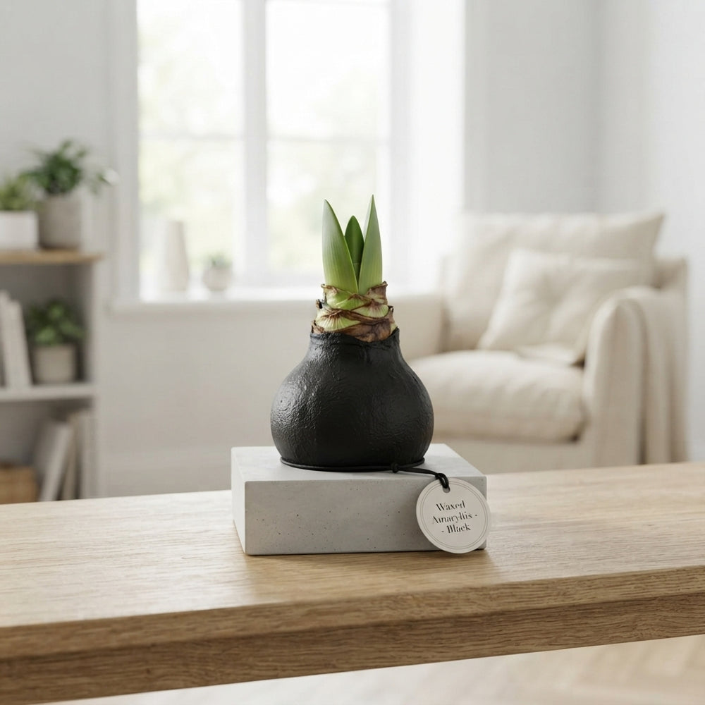 Black Wax Hipp Decoration – 20cm