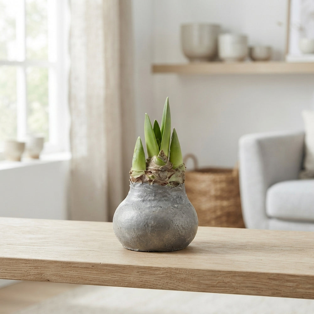 Grey Wax Hipp Topiary Decoration – 20cm