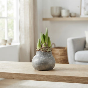 Grey Wax Hipp Topiary Decoration – 20cm