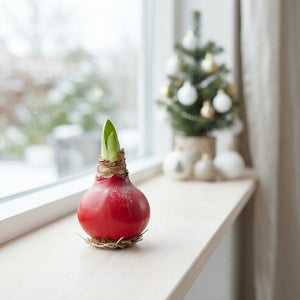 Red Waxed Hyacinth Bulb Christmas Decoration