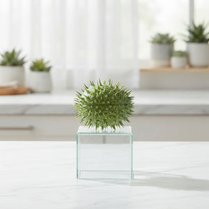Ornamental Cucumis Mirio – Green Fruit
