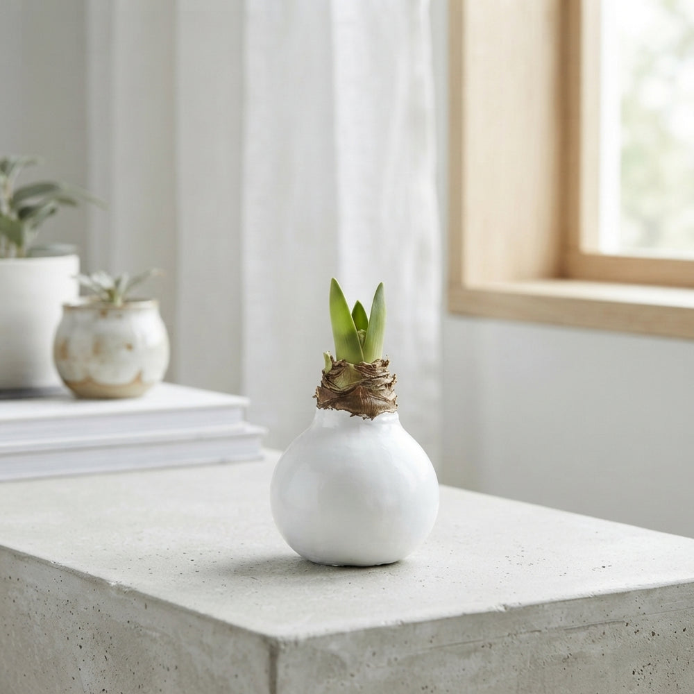 White Wax Hyacinth Decoration