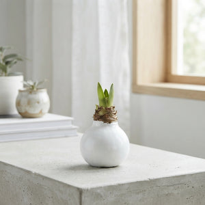 White Wax Hyacinth Decoration