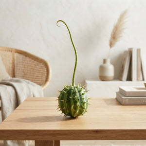 Ornamental Green Cucumis Fruit