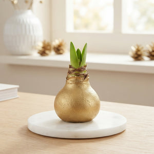Gold Waxed Hippeastrum Decoration – 20cm