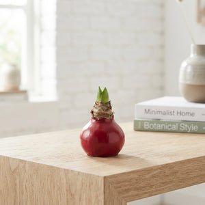 Red Wax Amaryllis Christmas Decoration