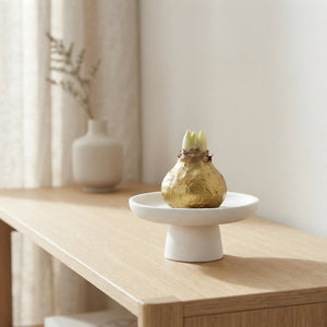 Gold Waxed Hippeastrum Decoration – 20cm