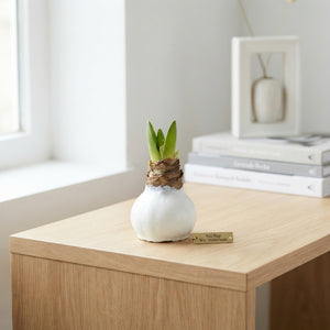 White Waxed Hyacinth Bulb Decoration