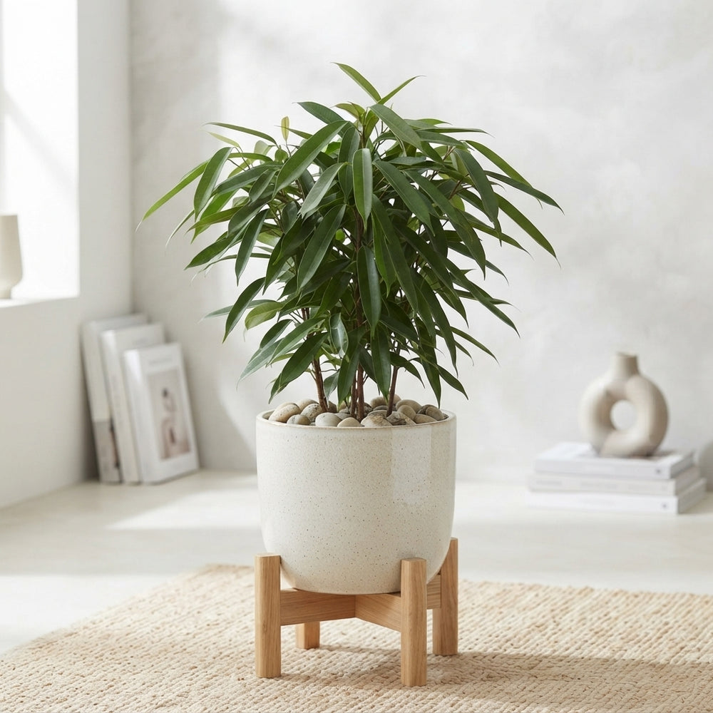 Ficus 'Amstel King' – 17cm Pot, 75cm Height