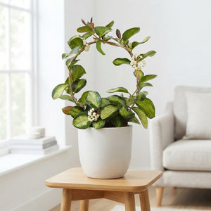 Hoya 'Boog Lisa' – 12cm Pot