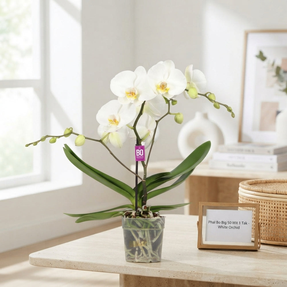 White Phalaenopsis Orchid – 12cm Pot, 55cm Tall