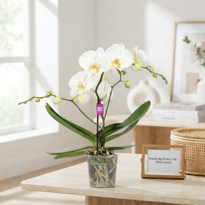 White Phalaenopsis Orchid – 12cm Pot, 55cm Tall