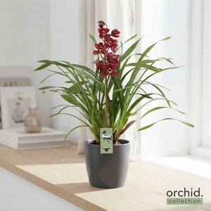 Cymbidium Orchid – 14cm Pot, Approx. 65cm Tall