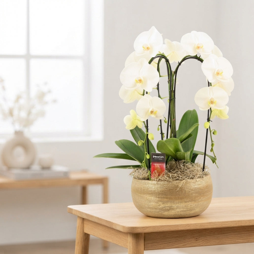 White Phalaenopsis Orchid – 27cm Ceramic Pot