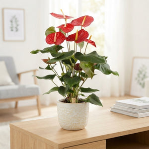 Red Anthurium (Anthurium andraeanum) – 17cm Pot