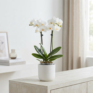 White Phalaenopsis Orchid (2 Stem) – 9cm Pot