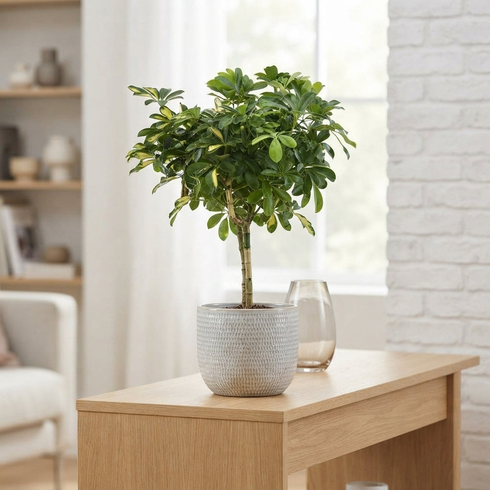 Dwarf Umbrella Tree (Schefflera arboricola) – 14cm Pot