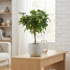 Dwarf Umbrella Tree (Schefflera arboricola) – 14cm Pot