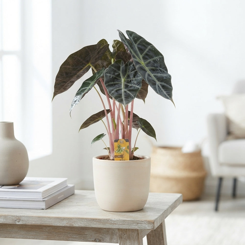 Alocasia Pink Dragon – 14cm Pot, 60cm Tall