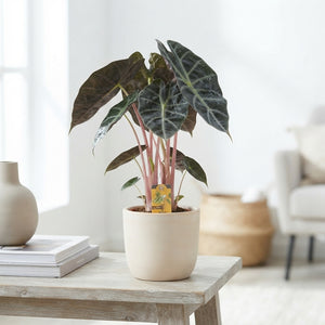 Alocasia Pink Dragon – 14cm Pot, 60cm Tall
