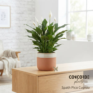 White Peace Lily (Spathiphyllum) – 13cm Pot