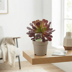 Aeonium arboreum Succulent – 14cm Pot, 28cm High