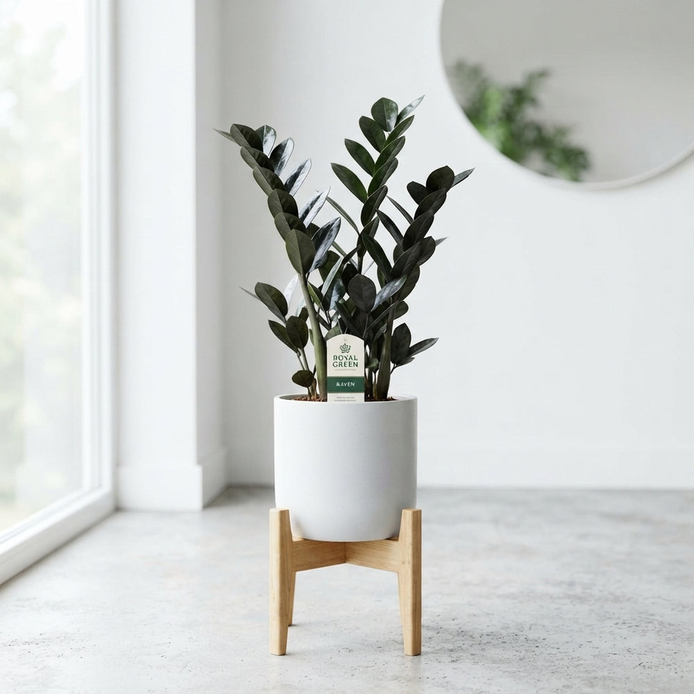 Raven ZZ Plant (Zamioculcas zamiifolia) – 14cm Pot