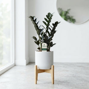 Raven ZZ Plant (Zamioculcas zamiifolia) – 14cm Pot