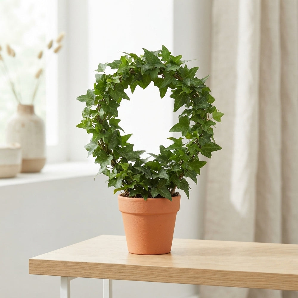Green Ivy Arch (Hedera helix) – 8.5cm Pot