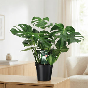Swiss Cheese Plant (Monstera deliciosa) – 21cm Pot