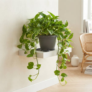 Golden Pothos (Epipremnum aureum) – 17cm Pot