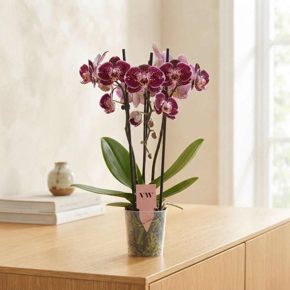 Dark Red Phalaenopsis Orchid – 3 Stem, 12cm Pot