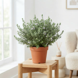 Westringia ‘Wynya Gem’ – 19cm Pot, 45cm High
