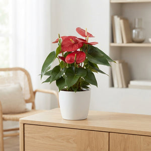 Red Anthurium (Anthurium andraeanum) – 17cm Pot