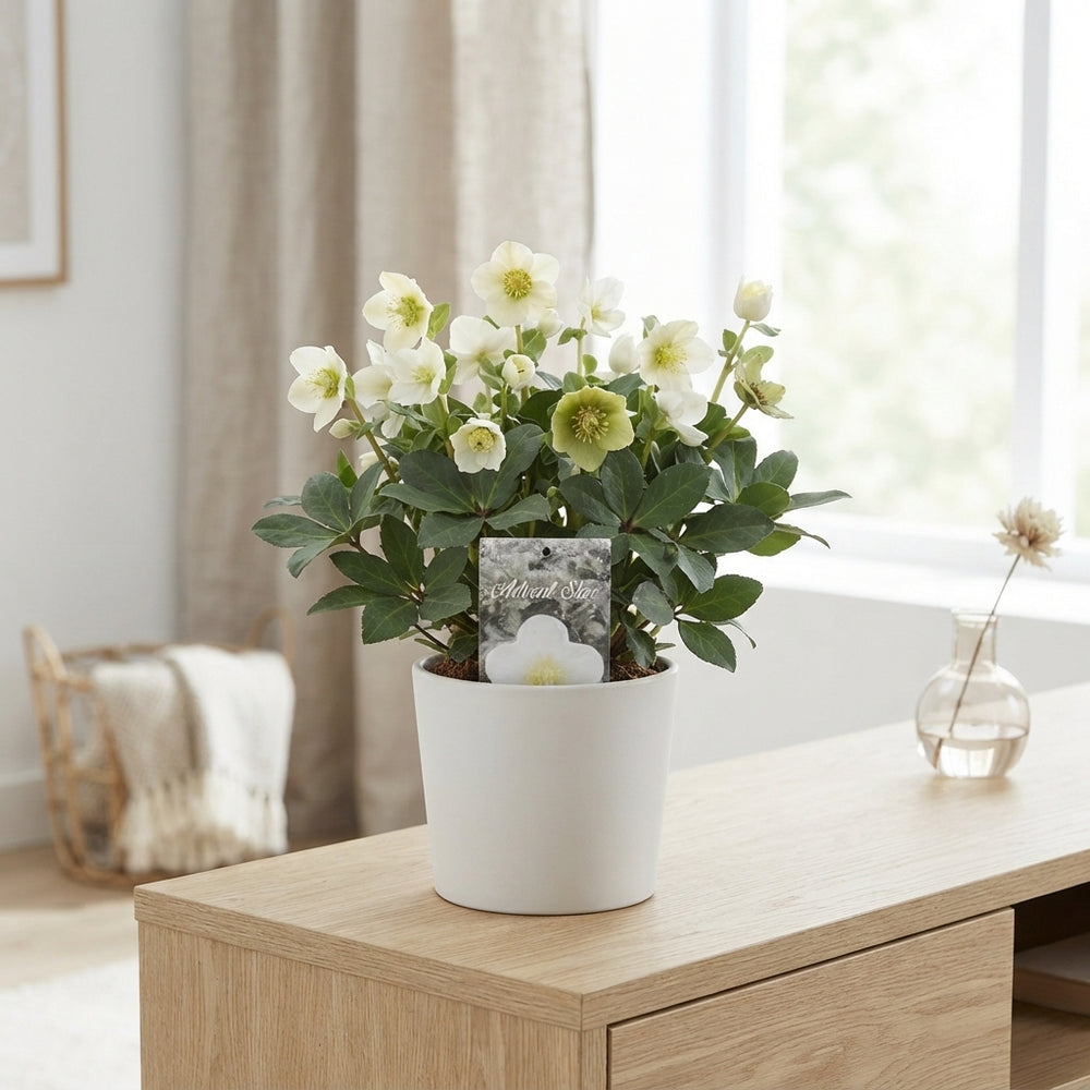 White Christmas Rose (Helleborus) – 13cm Pot